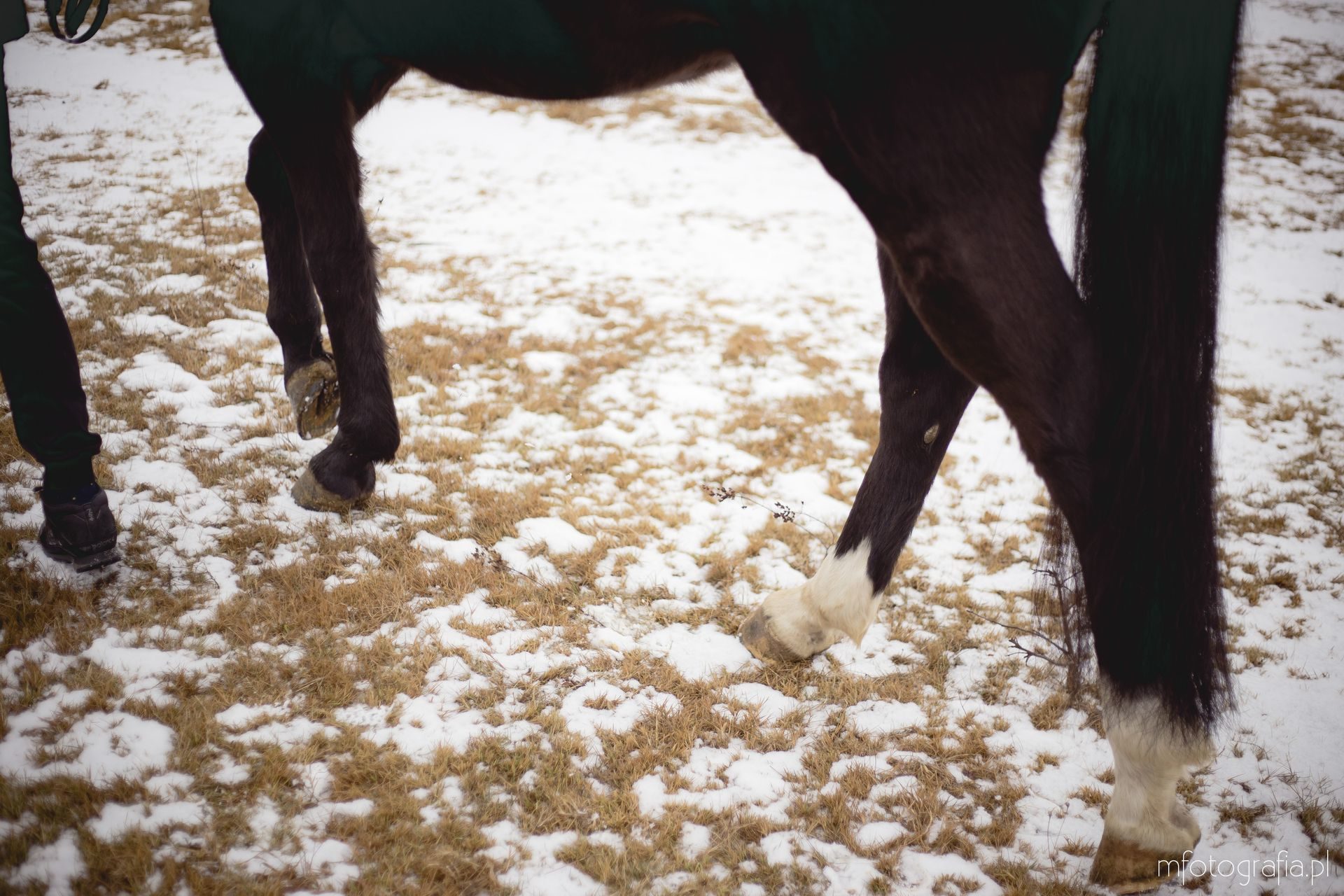 koń nogi