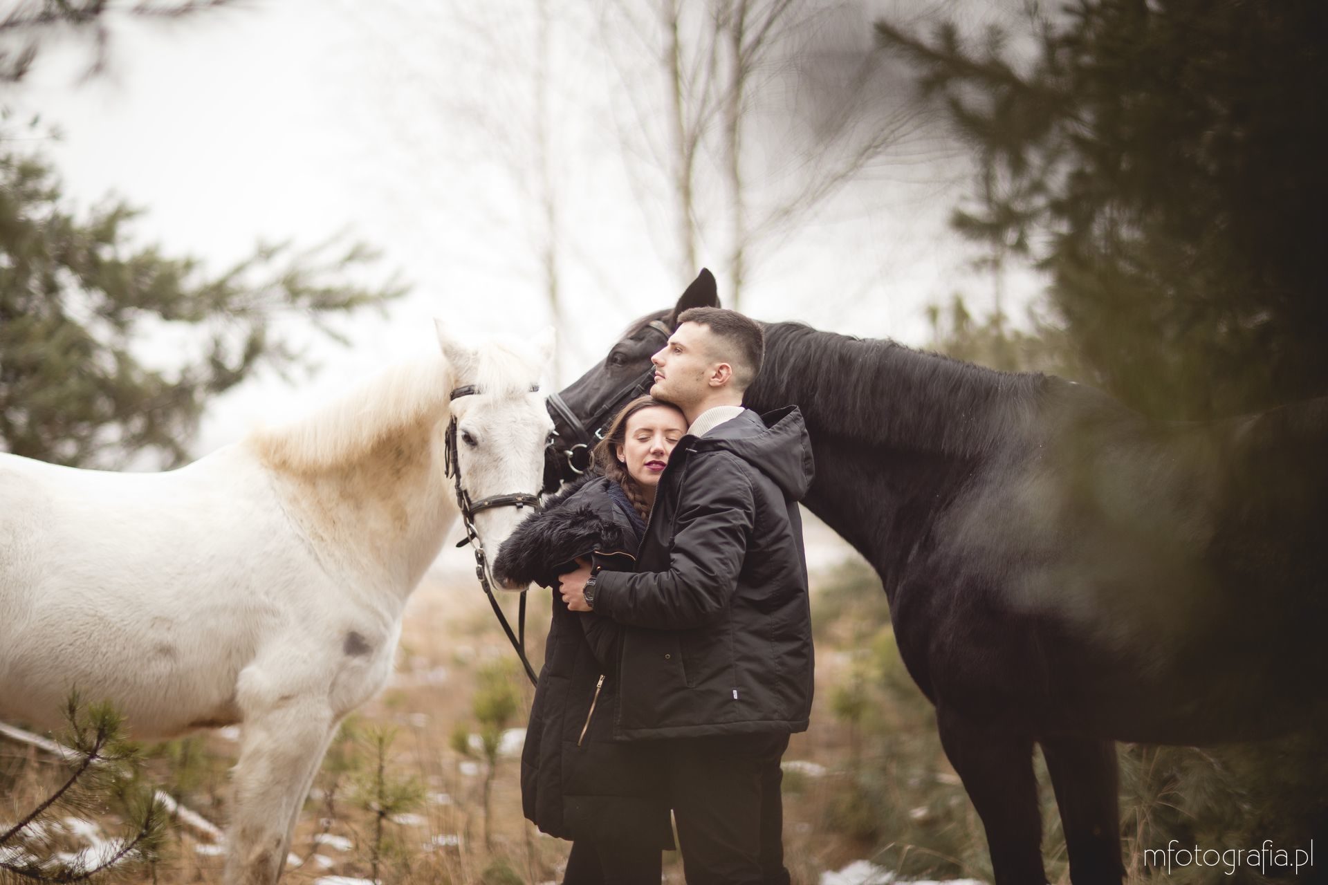 zimowa sesja zakochanych z końmi