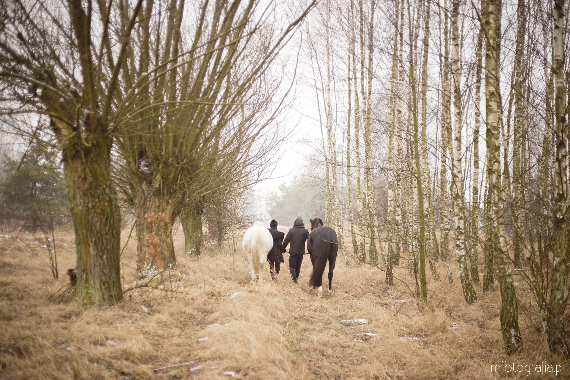 zimowa sesja zakochanych z końmi