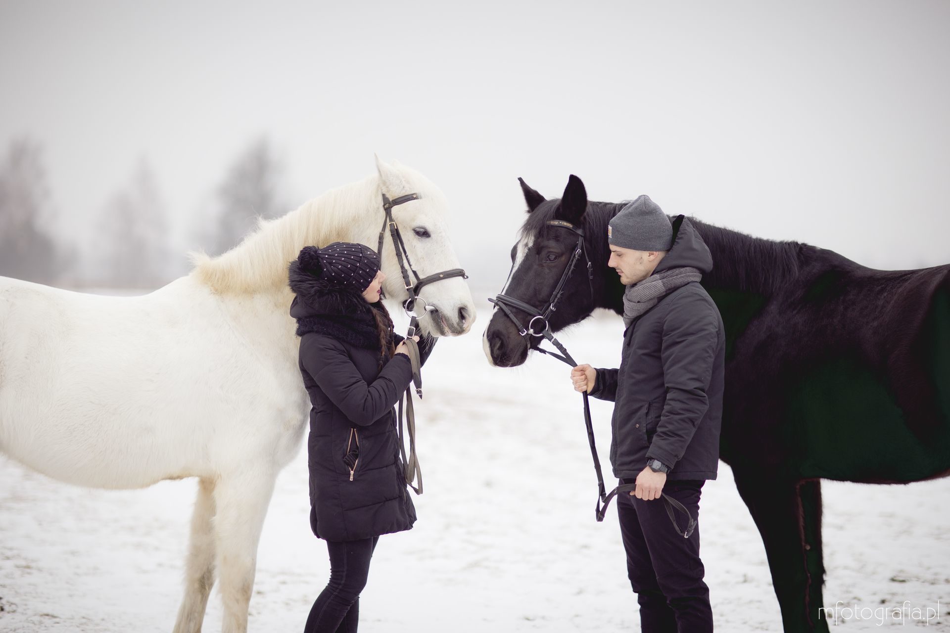 zimowa sesja z końmi na śniegu